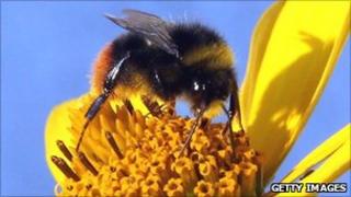 Bumble bee collecting nectar from flower