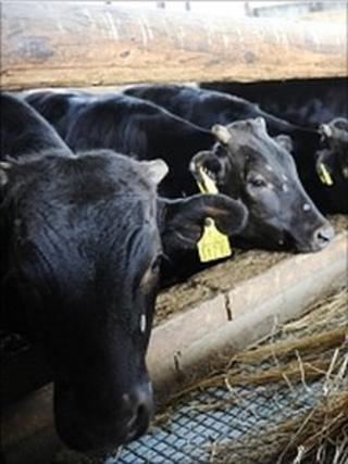 Cattle feed on straw which have been declared safe by the Fukushima prefectural government