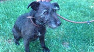 A small black terrier dog found next to a bag in a wood in Wiltshire