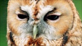 Tawny owl