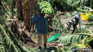 A destroyed banana plantation in Australia
