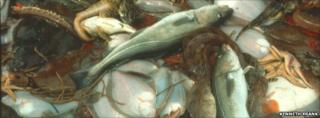 Fish