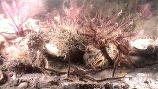 horse mussels