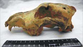 33,000 year-old dog skull (Ovodov/Plos One)