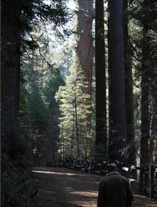 Forest path in Yosemite National Park, US (Image: BBC)