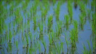 Rice paddy