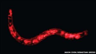 Nematode worm