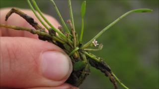 Mudwort