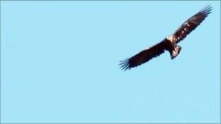 Golden eagle