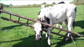Bullock with head in ladder