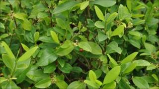 Coca plant
