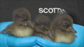 Ducklings