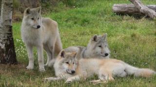 The Arctic wolves in UK Wolf Conservation Trust in Beenham