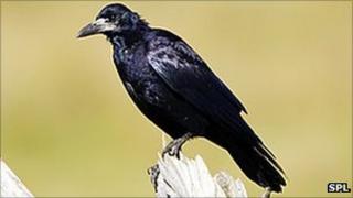 Rook