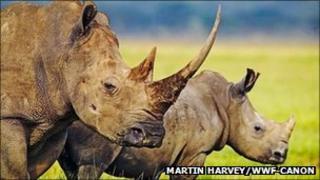 Rhinos in the wild
