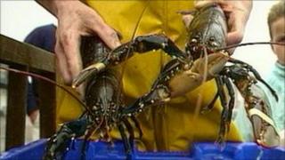 Fisherman holding lobsters