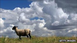 A sheep