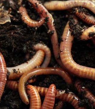 Library image of worms (Image: BBC)