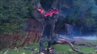 Tree struck by lightning