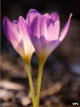 Autumn crocus