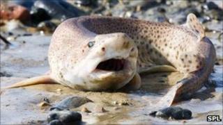 dogfish shark