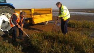 Digging out grass