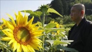Zen Monk in field of sunflowers
