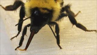 Bee tongue (Credite: Kim et al)