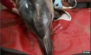 Common dolphin (Credit: IFAW)