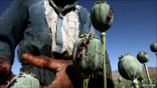 Opium being harvested in the Golestan district of Farah province (May 2009)