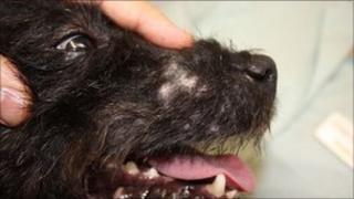 Dog with facial injuries