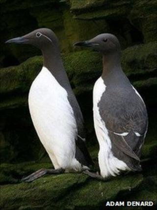 Guillemots на скале от Адама Денарда