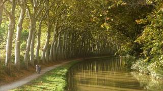 Plane trees, canal du Midi
