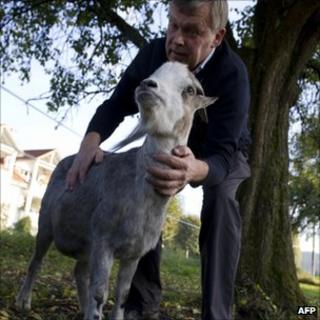 Ernst Schibli Zottel the goat. Photo: 18 October 2011