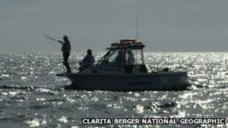 Shark tagging