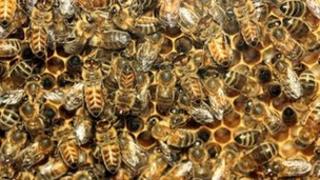 A file photo of honey bees