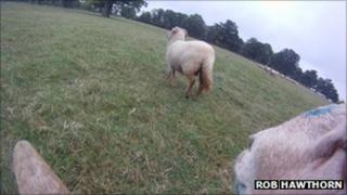 Image of sheep from "ram-cam"