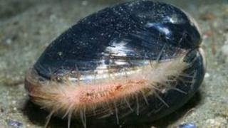 Arctica islandica