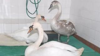Edna, Eck and their cygnet