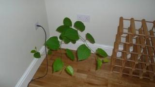 Japanese knotweed