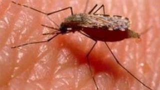 Mosquito