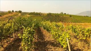 Rows of Kosovo grapes