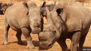 Носороги в Национальном парке Крюгера, SA, файл