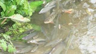 Fish in polluted water generic