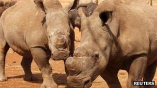 Носороги в Национальном парке Крюгера, SA, файл