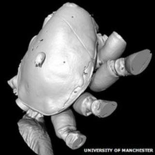 Mite