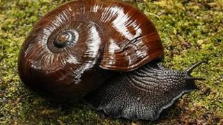 Powelliphanta snail: Image Darrell Grundy