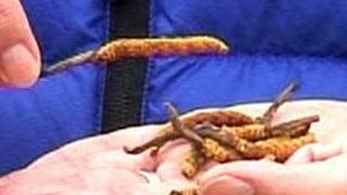 BBC reporter Joanna Jolly handles Yarsagumba