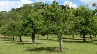 Perllan