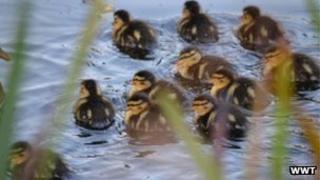 Ducklings at London Wetland Centre